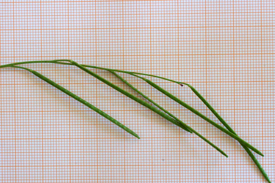 Arabis stellata da determinare